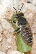 Megachile sp.